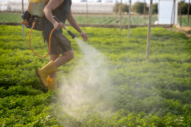 Best Ant Control Services  in Wyndham, VA